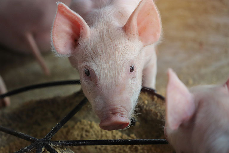 Pig nutrition welfare is gaining ground in EU - Nuevo - Wide range of  products and services on animal nutrition, genetics and health.