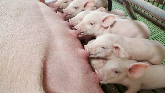 Managing heat stress in sows