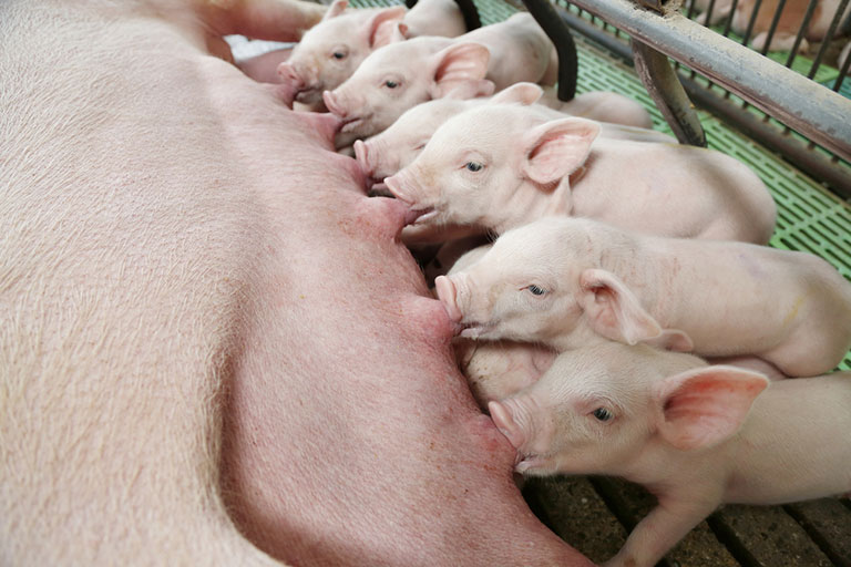 Managing heat stress in sows
