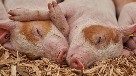 ZnO reduction in piglet diets through nutrition
