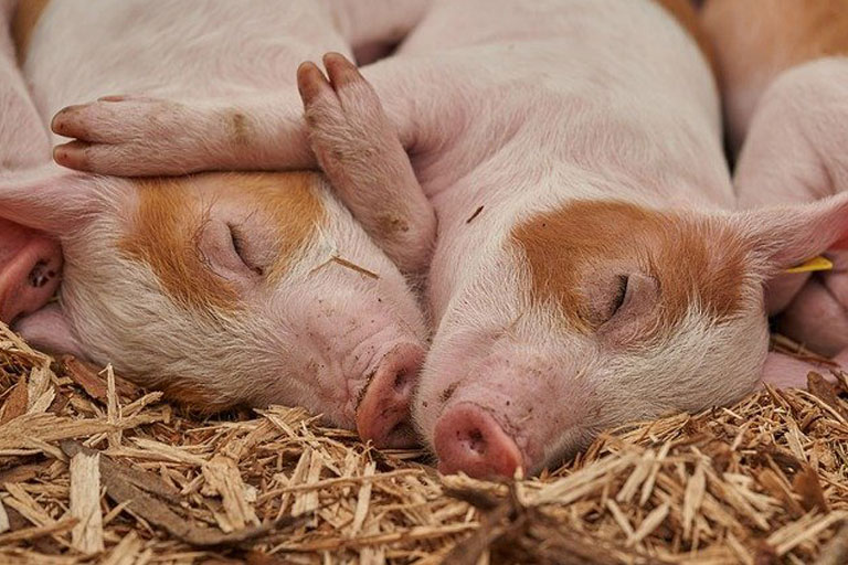 ZnO reduction in piglet diets through nutrition