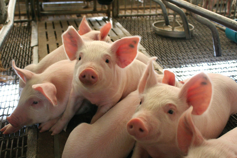The transition period: of major importance for the productivity of high-prolific sows.