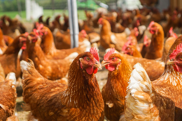 Heat Stress and Poultry production: Impacts and Prevention